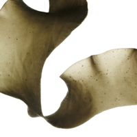 Seaweed2